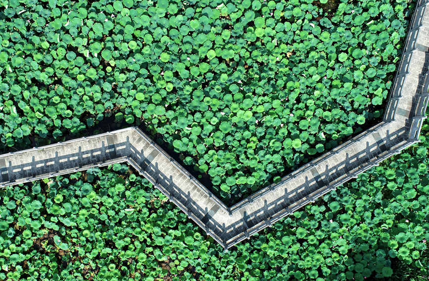 荷塘里荷浪层层。