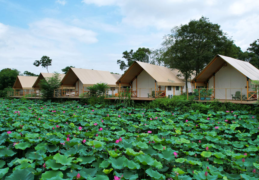 贵港荷塘里荷花绽放。刘志宁摄