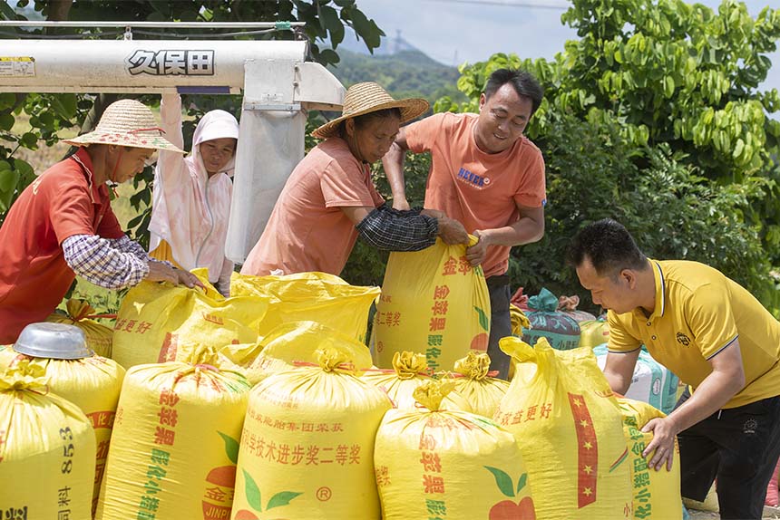 当地农民正在收早稻。何华文摄