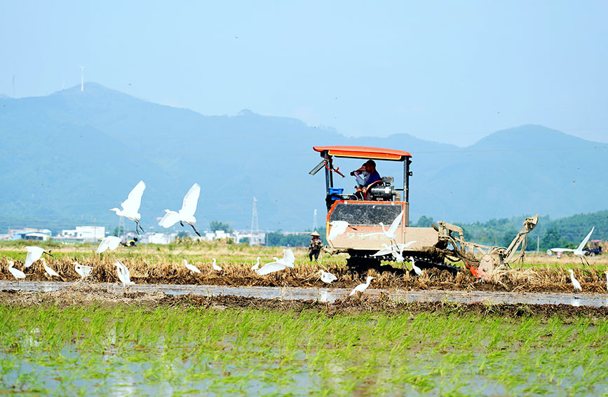 白鹭伴农耕,生态田园美。