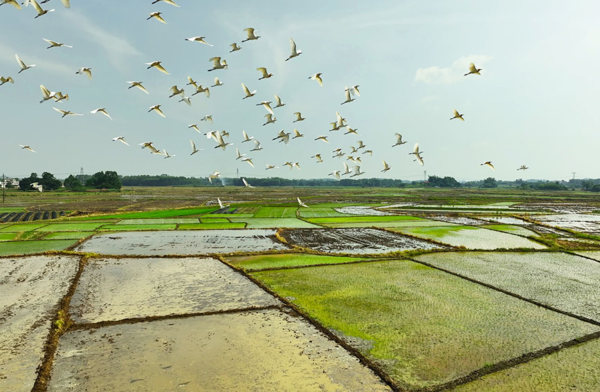 白鹭空中盘旋飞舞。