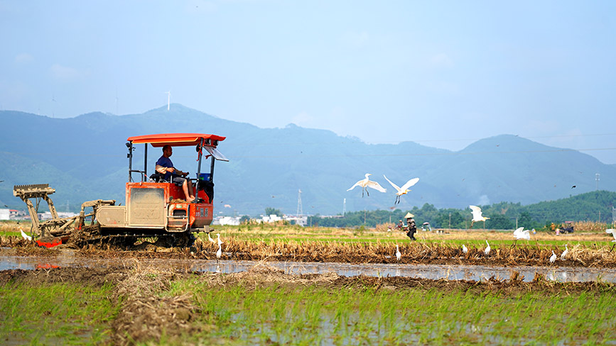 农民劳作,白鹭相伴。