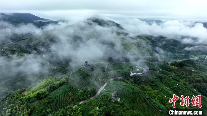 广西三江侗族自治县八江镇布央村仙人山茶园云雾缭绕，宛如仙境。龚普康 摄
