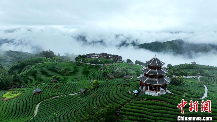 布央村风光秀丽，山峦起伏，雨后茶园云雾缭绕，宛如仙境。龚普康 摄