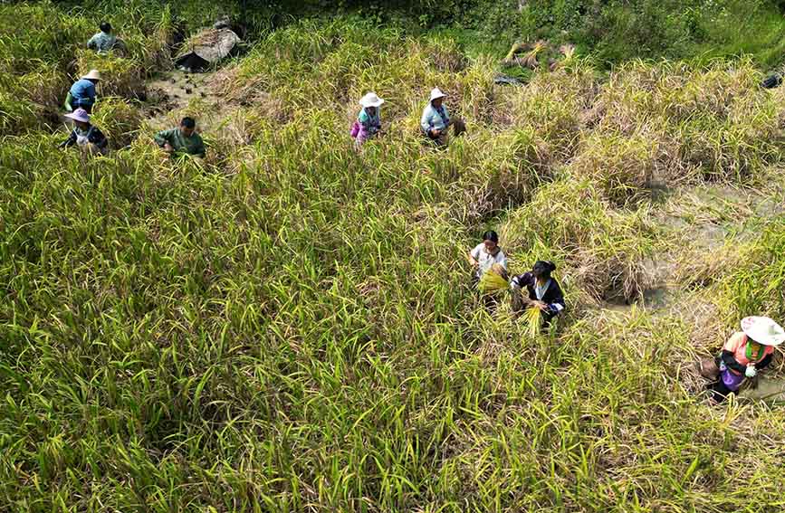 在三江侗族自治县富禄苗族乡大顺村，村民在稻田里剪禾把。