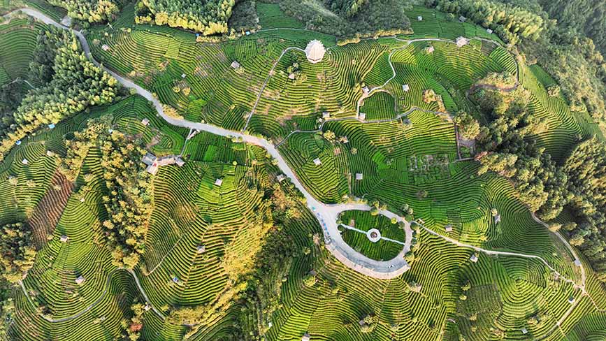 10月16日，俯拍三江侗族自治县八江镇布央村仙人山茶园。