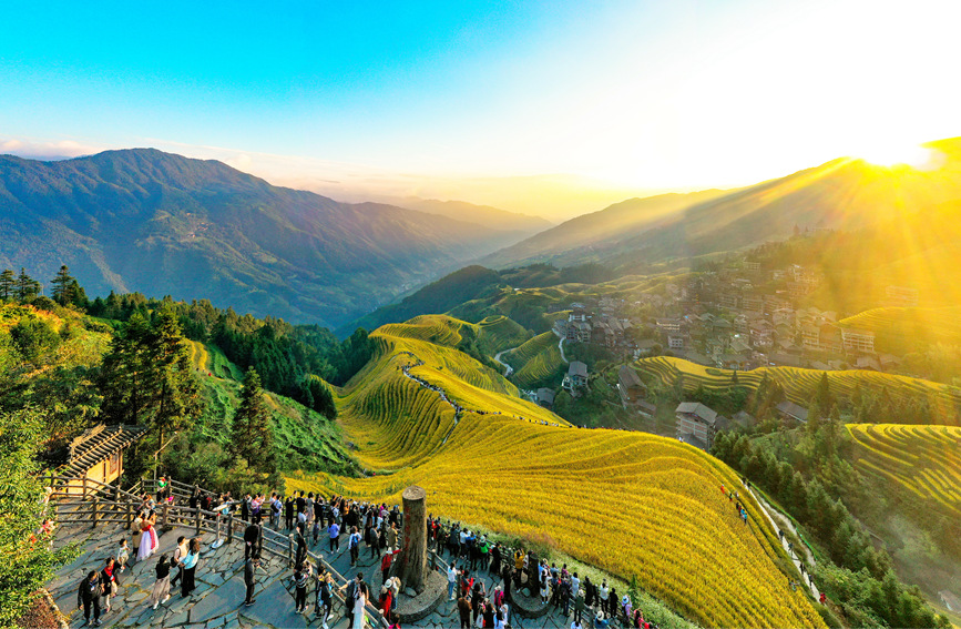 金黄色梯田吸引游客前来观赏。潘志祥摄