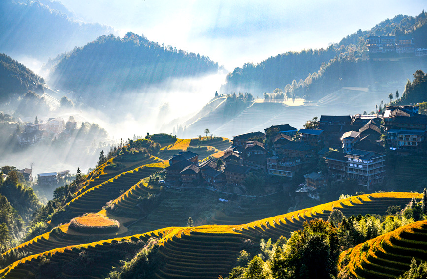 层层叠叠的金黄色梯田。潘志祥摄