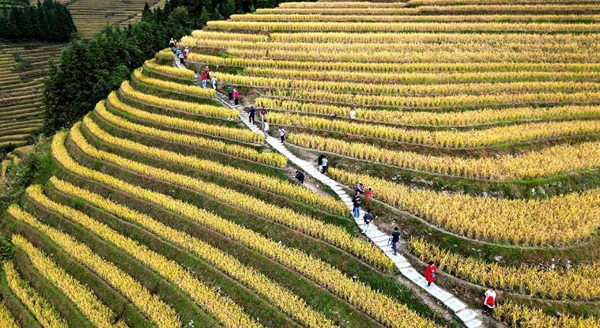 游客在梯田间观光游览