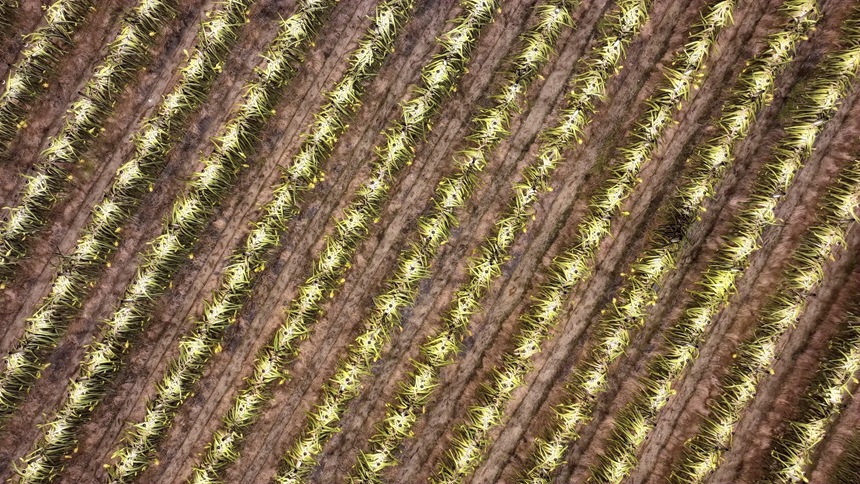 火龙果基地灯火通明。港北区融媒体中心供图