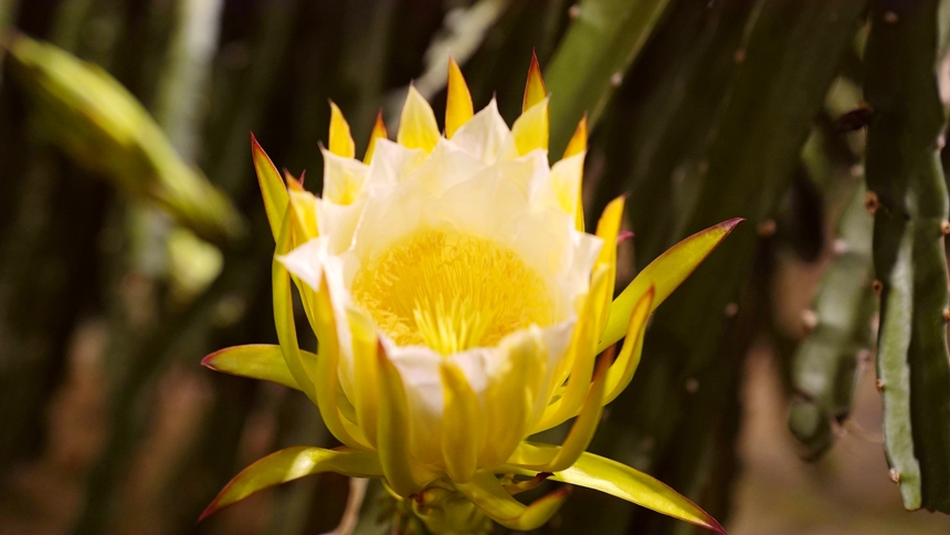 补光技术促使火龙果反季节开花。港北区融媒体中心供图