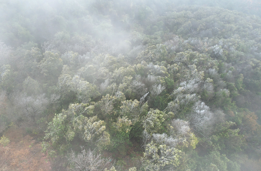 俯瞰雾凇美景。黄宇摄