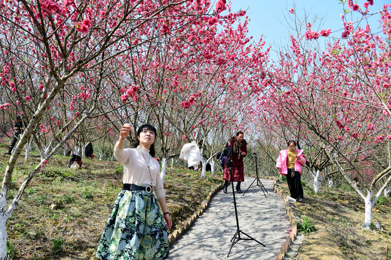 漫山遍野的桃花吸引众多游客赏花拍照。