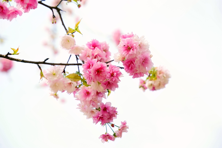 簇簇樱花开放。