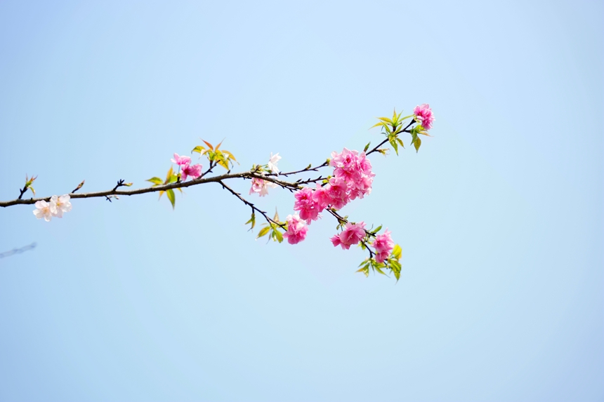 一枝樱花入镜来。