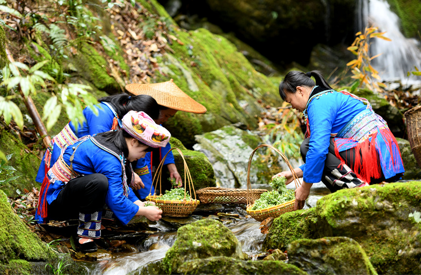 瑶族妇女在小溪边清洗艾草。潘志祥摄