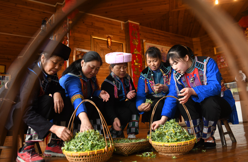 瑶族妇女在挑选艾草。潘志祥摄