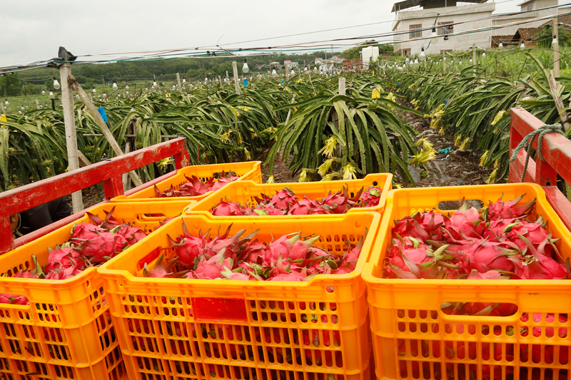 苏圩镇火龙果迎丰收。黄海芳摄