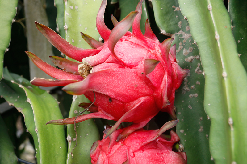 苏圩镇火龙果“火红”上市。黄海芳摄