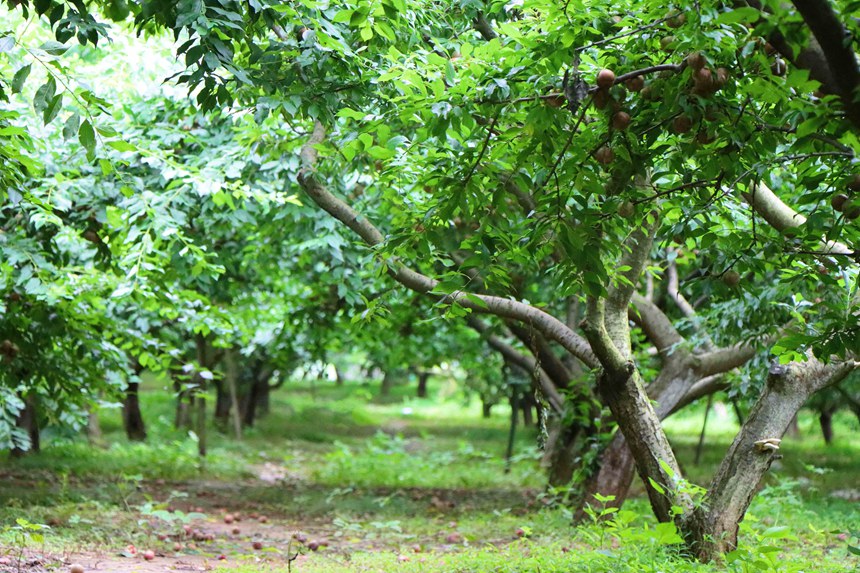 葱葱郁郁的李园