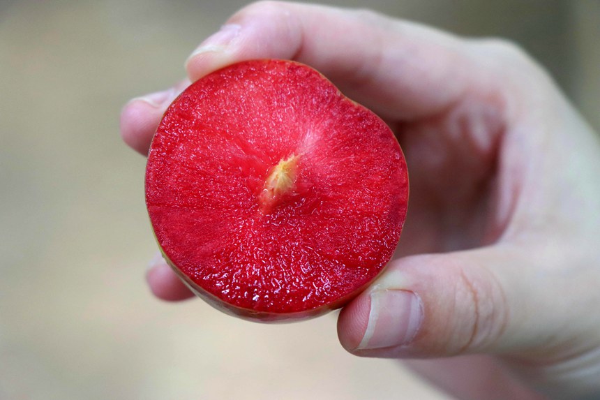 让人垂涎欲滴的李子