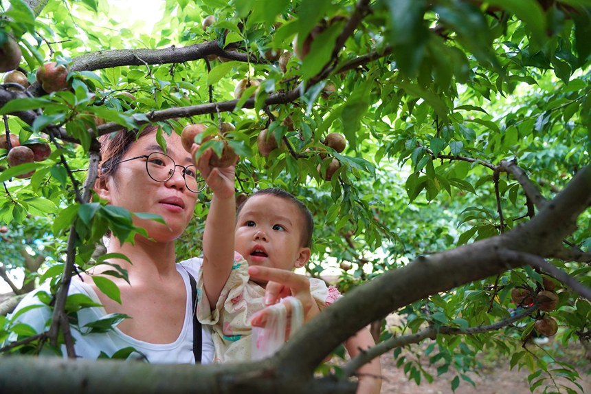 游客在采摘李子